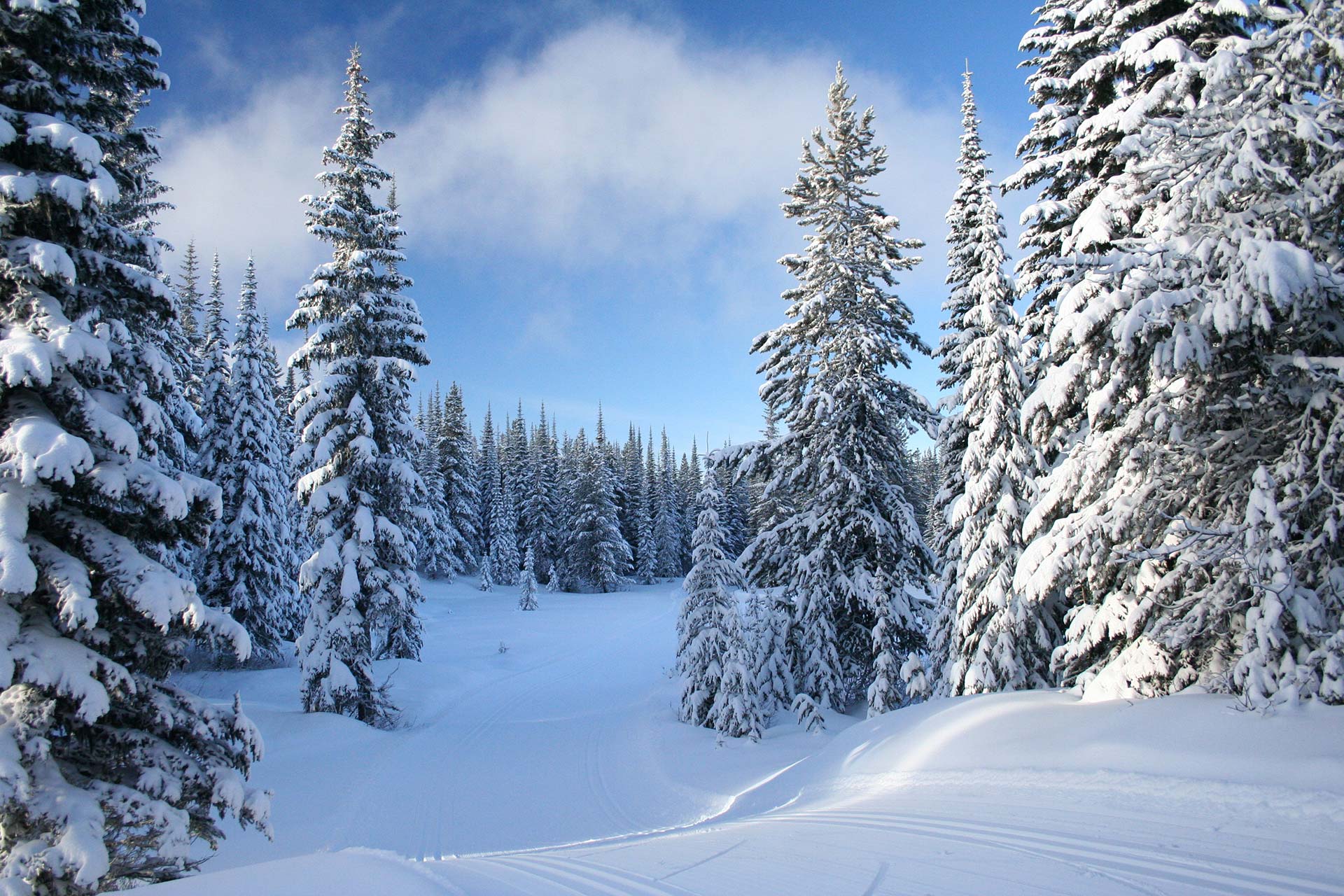 Prince George experiences dramatic weather swings in January