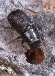 Research shows mountain pine beetle has moved east