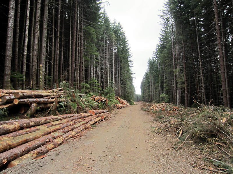 RDFFG hoping old logging roads will become public