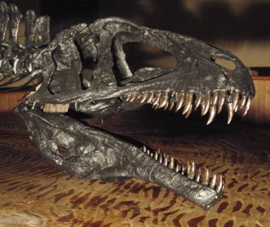 Ancient dinosaur tracks spark hopeful museum