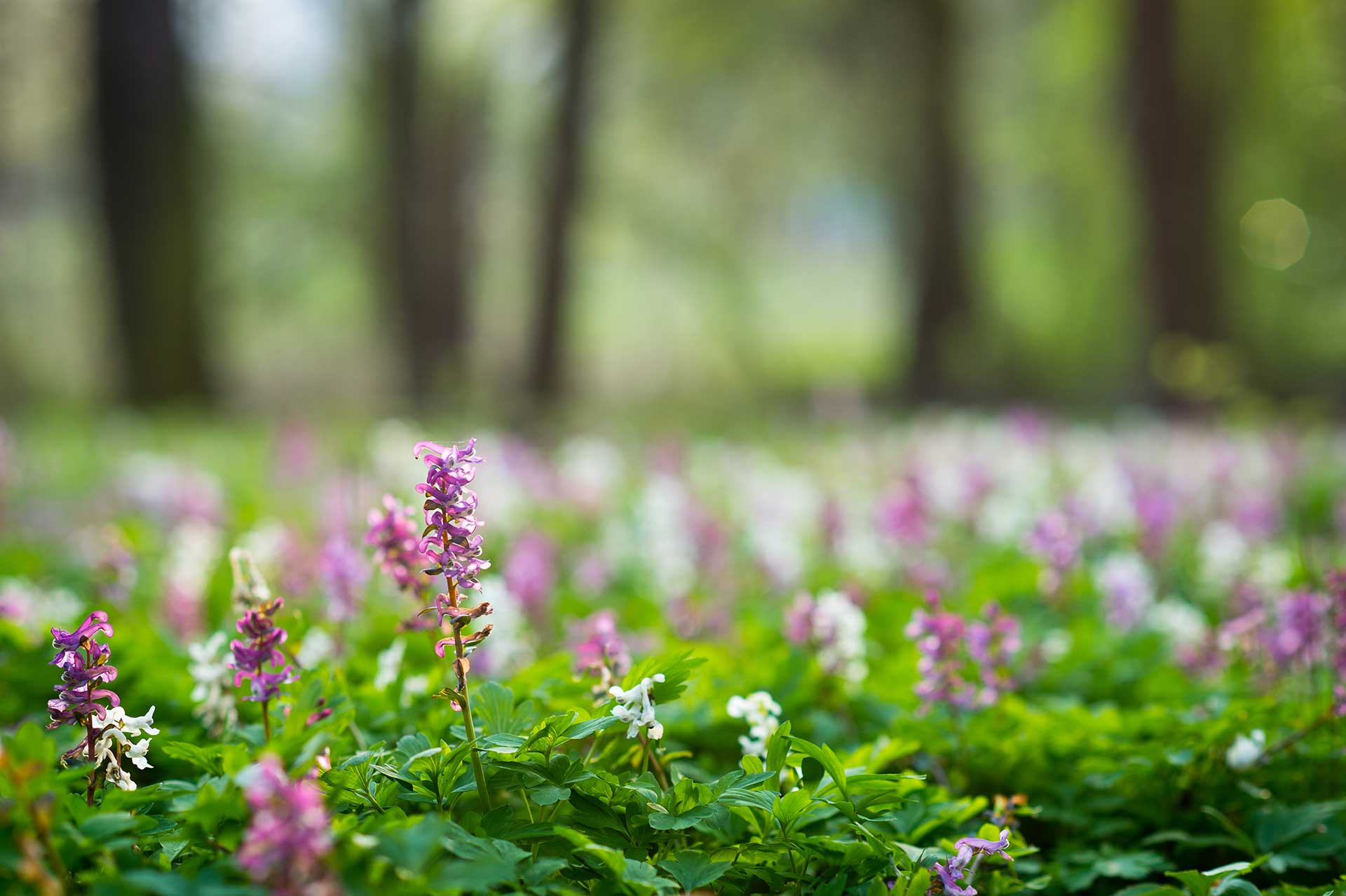 Spring like temperatures to touch down in Prince George this week