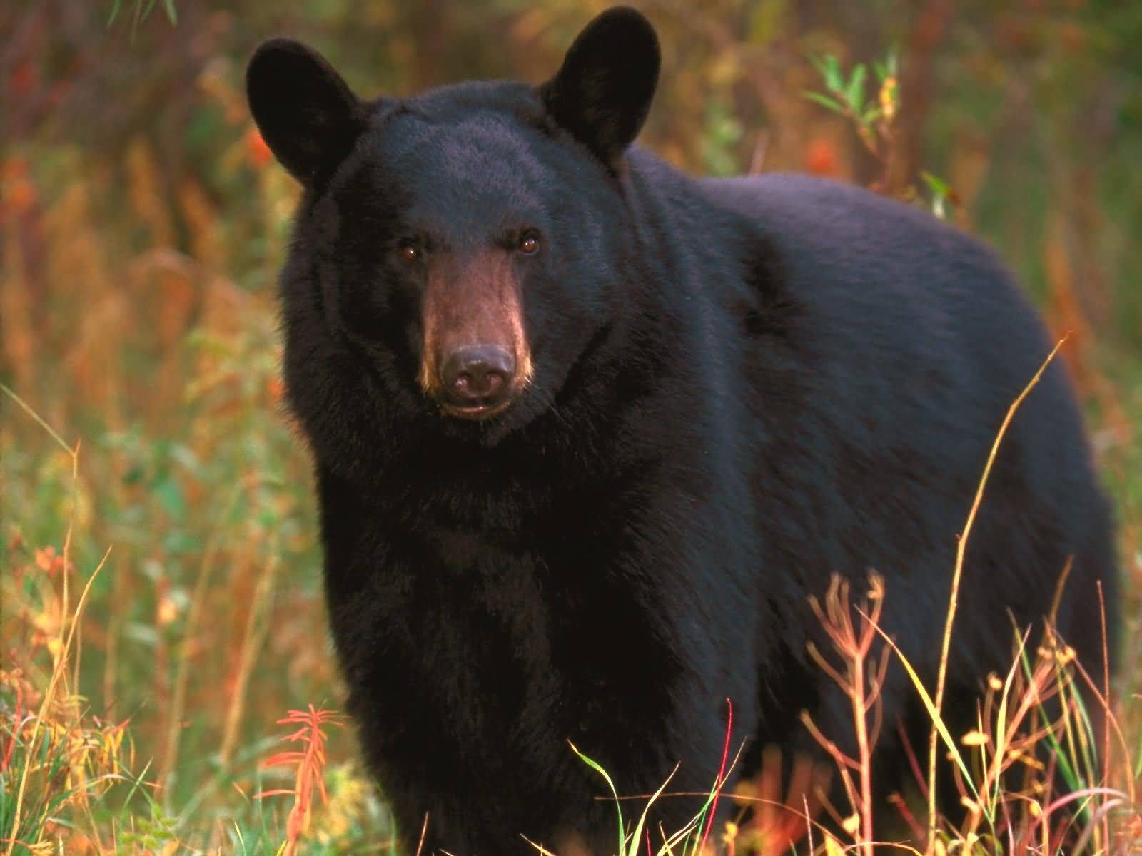 More Bear sightings possible in Prince George