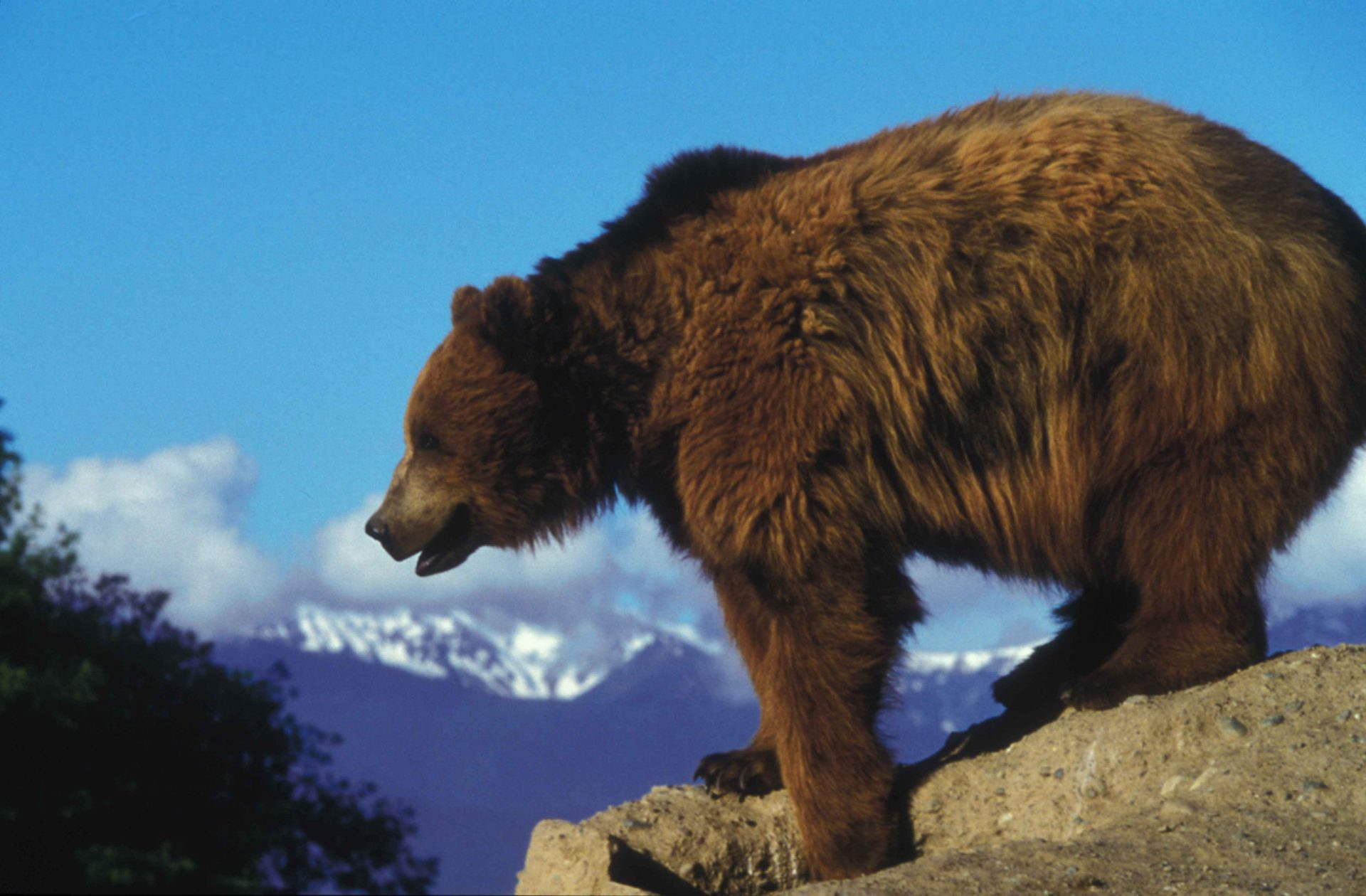 Resource Roads Major Concern to Bear Population