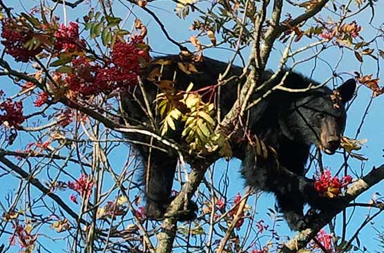 Local society warns that bears and backyard fruit trees don’t mix