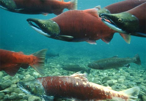 Pacific Ocean sees record temps, threatens BC salmon - My Prince