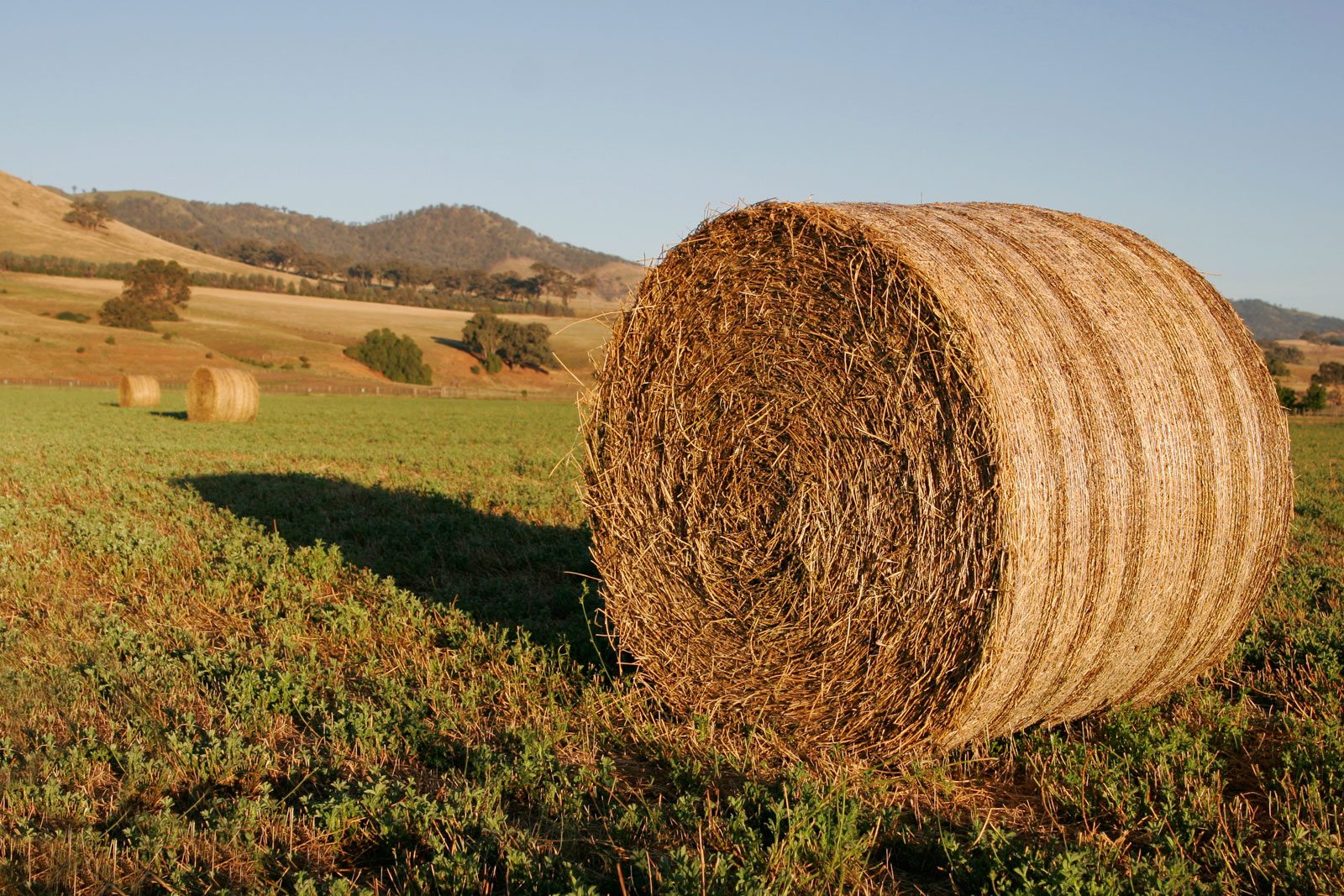 PG area enjoying solid hay crops in 2015