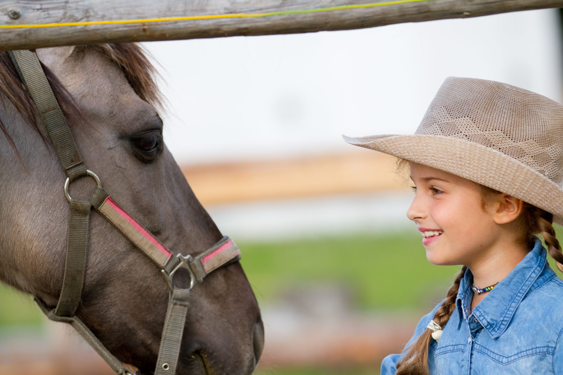 Council puts down Horse Society request