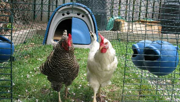 Group seeking urban chicken approval