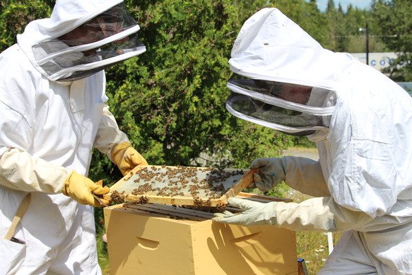 Beekeeping program sets Baldy Hughes abuzz