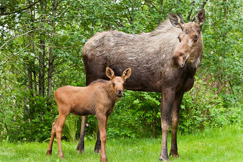 Ministry of Forests announces plan to boost BC moose
