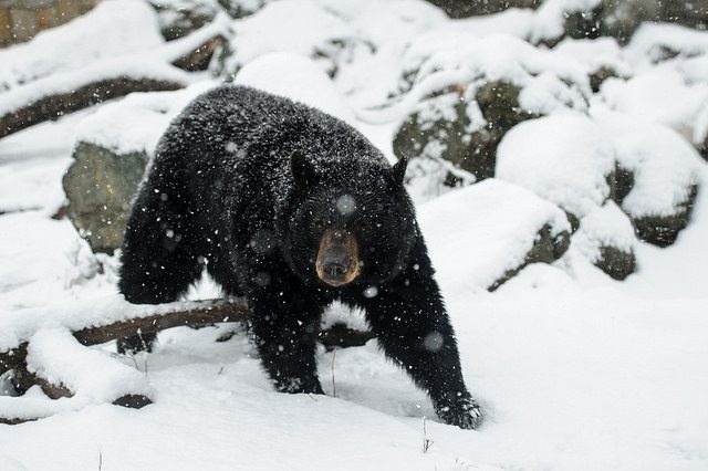 Spring weather brings out the bears