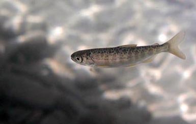 Spruce City Wildlife Association restart raising salmon at River Road hatchery