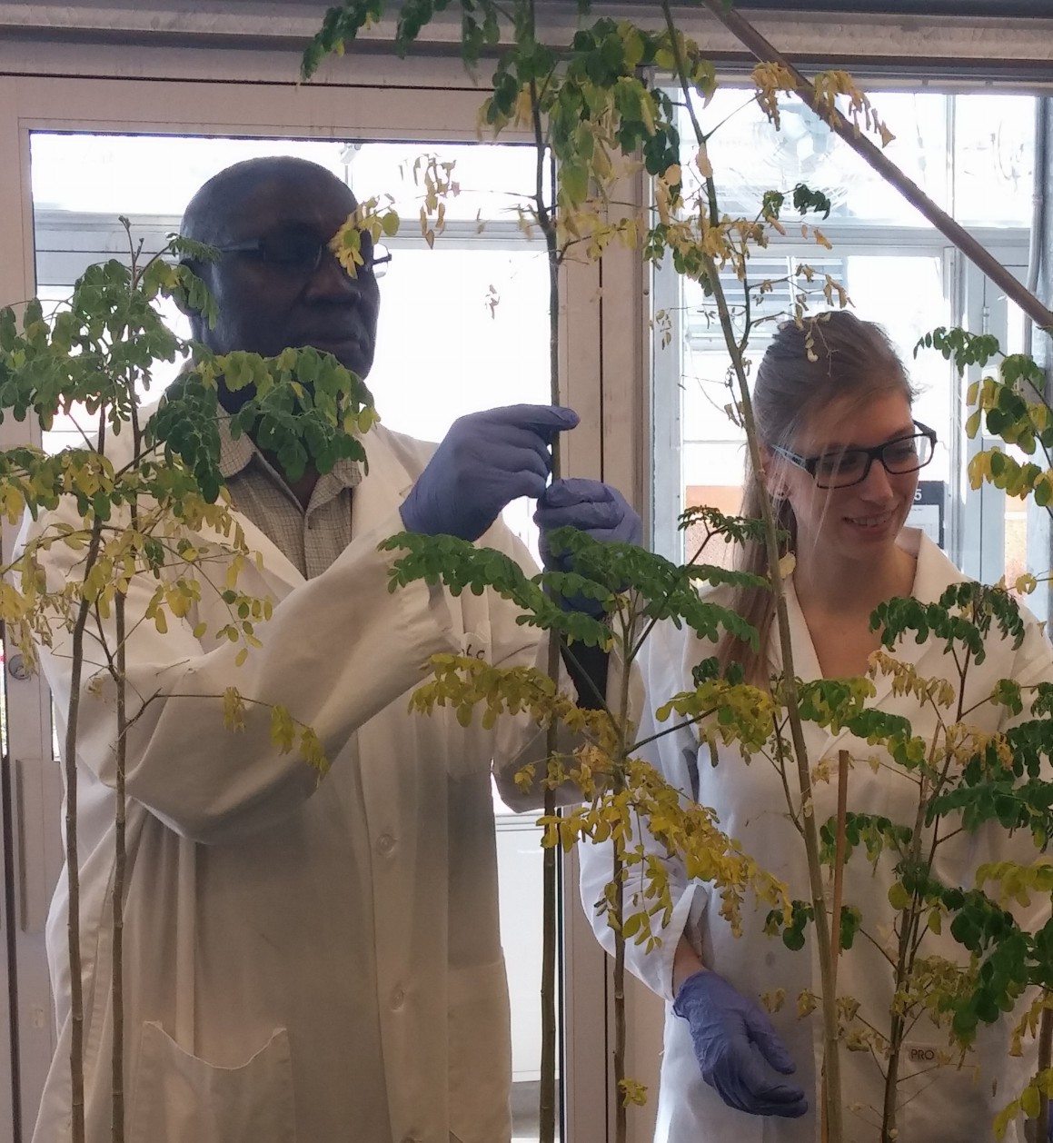 UNBC researchers tap tropical miracle tree to treat contaminated water