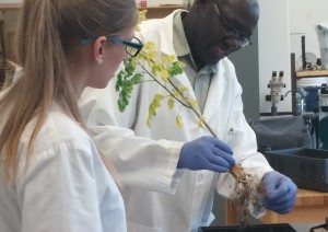 Dr. Opio harvesting the root from a maringa sapling. The sapling can be replanted and will continue to grow