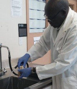 Dr. Opio washing a moringa root.