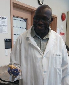 Dr. Chris Opio with a freshly washed maringa root