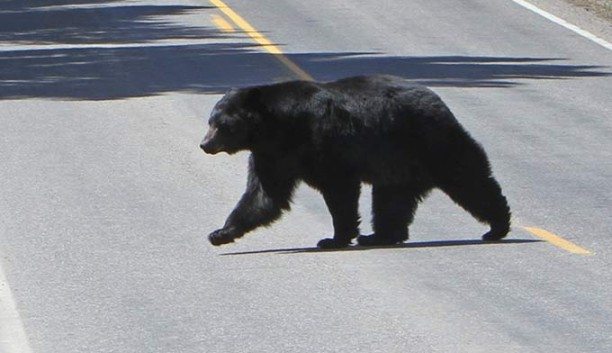 Spring brings surge in human-wildlife conflicts, says BC Conservation Office