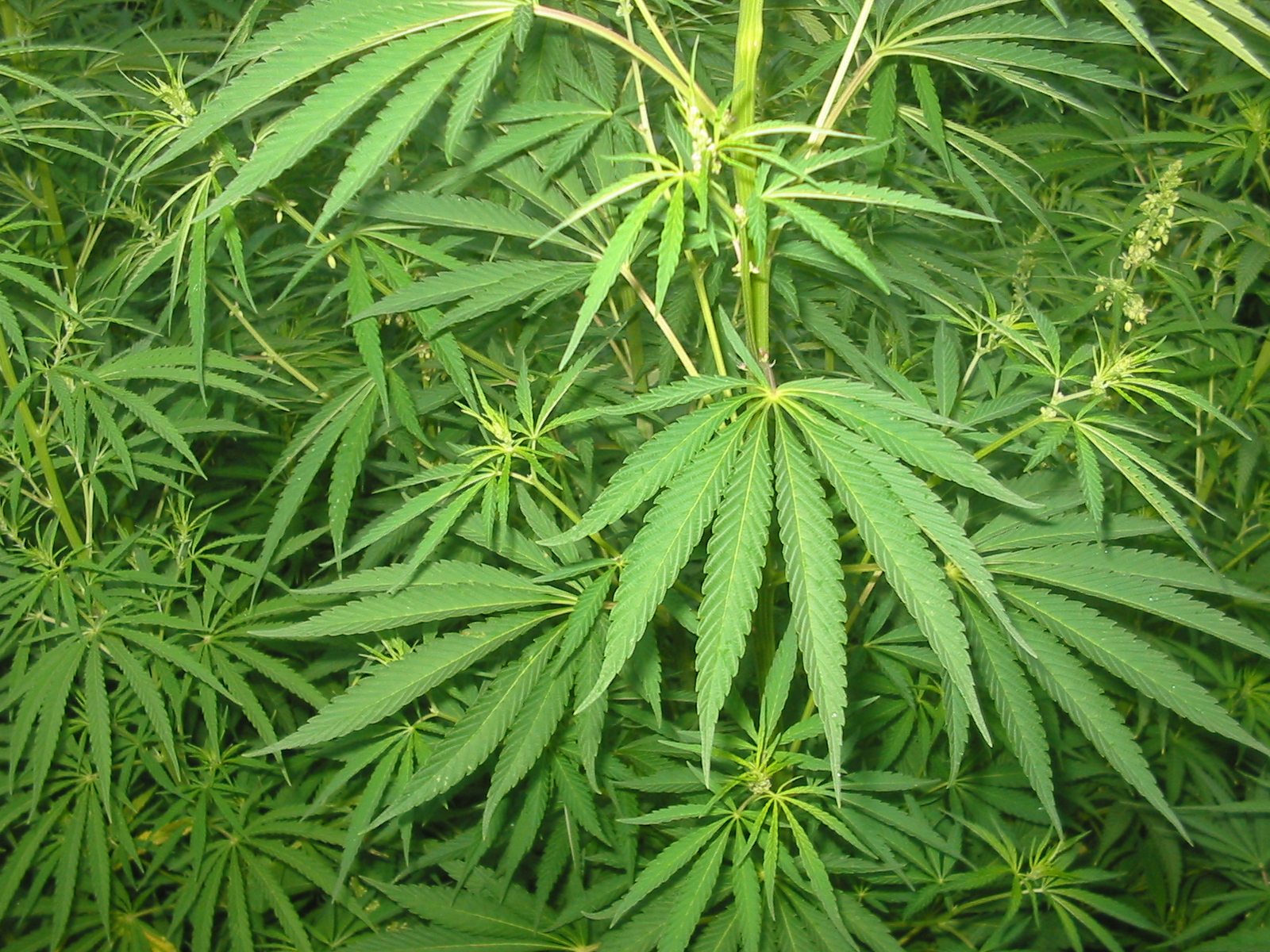 Feds propose Legal Weed by next spring