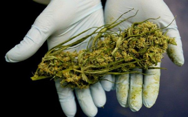 BC government warns about contaminants in illegal cannabis