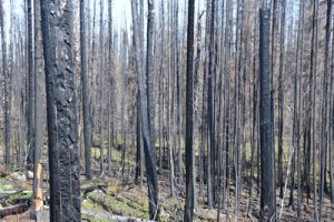2016 Image of burned trees from the 2015 wildfire