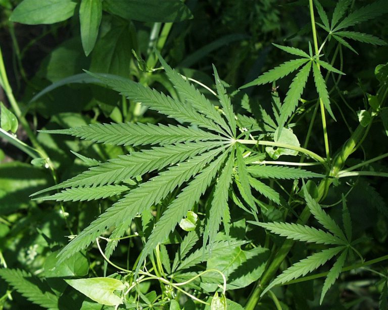 Prince George open for business, just not pot