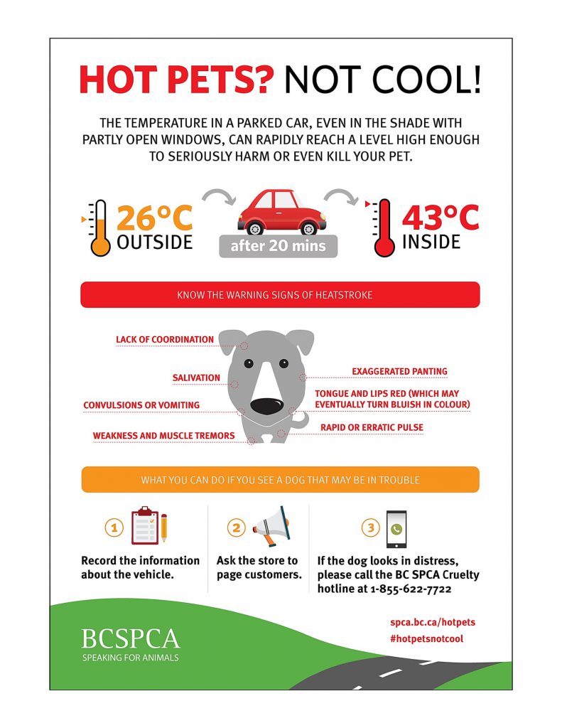 hot-pets-infographic-1