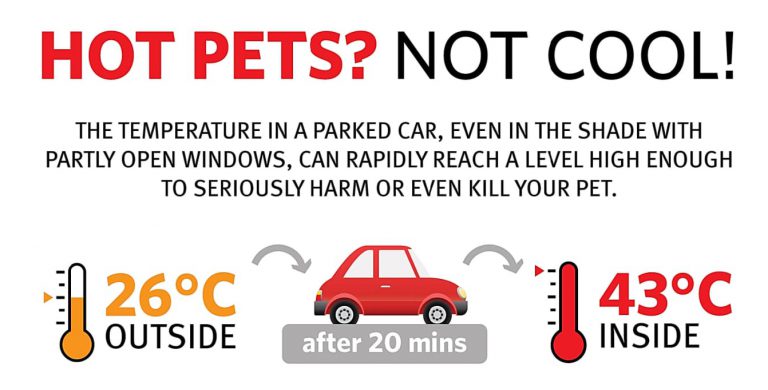 BCSPCA’s #HotPetsNotCool takes aim at irresponsible pet owners