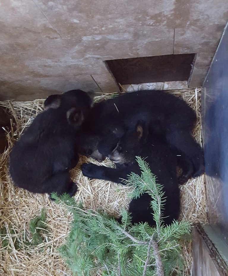Northern Lights Wildlife Society featured on Animal Planet series later this month