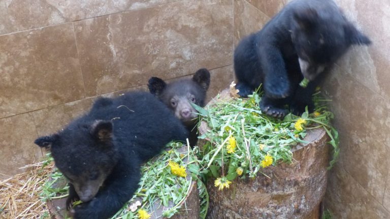 Northern BC wildlife shelter to be featured in Animal Planet documentary