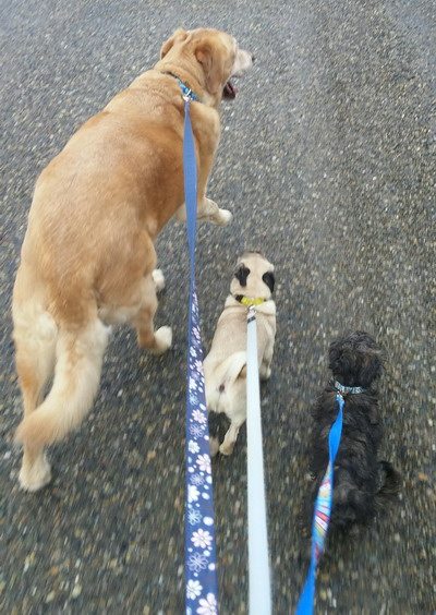 Prince George RCMP to host therapy dog meet and greet