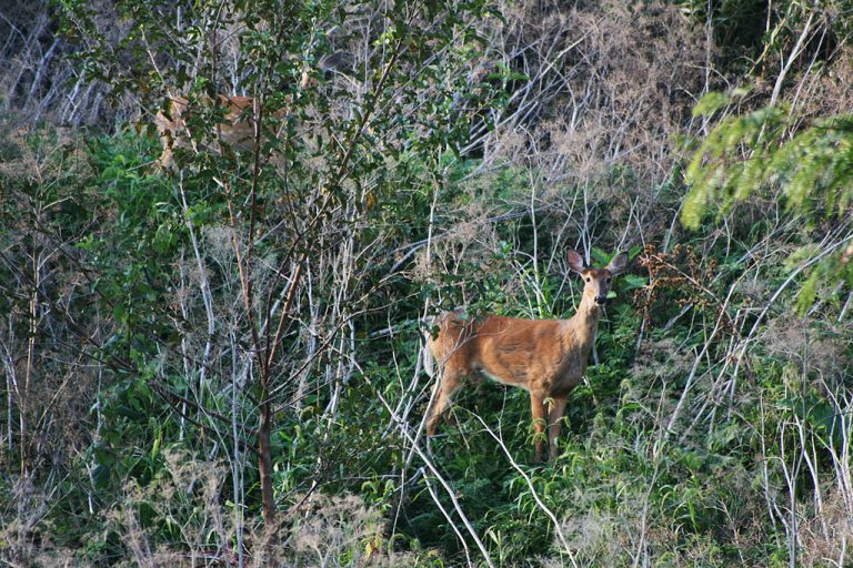 Province to trying to prevent spread of fatal deer disease