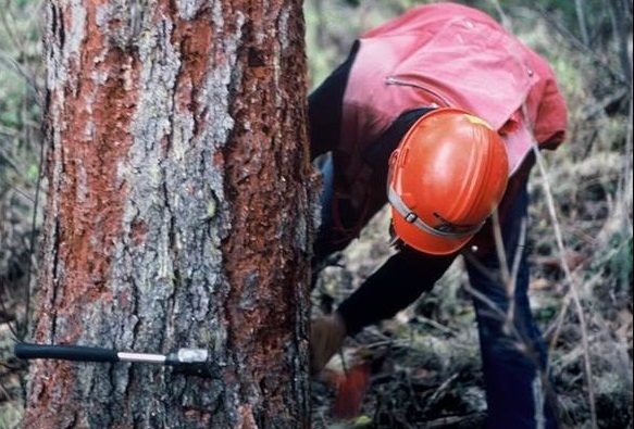 Helicopters, pheromones & smartphone apps: full steam ahead in the battle against the Spruce Beetle