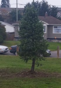 The celebratory pine tree planted in Duchess Park.