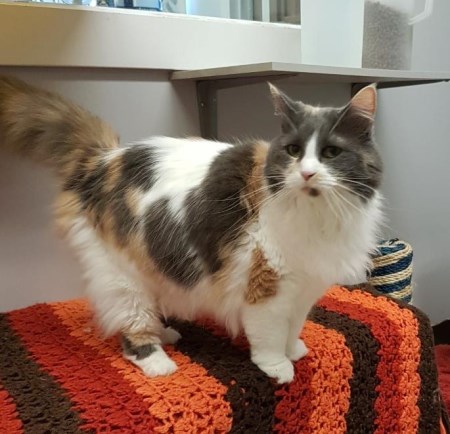 Streets of PG Are Seeing More Of Our Feline Friends