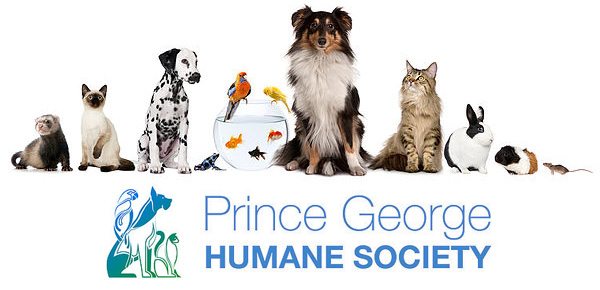 Prince George Humane Society asking for donations of kennels following theft