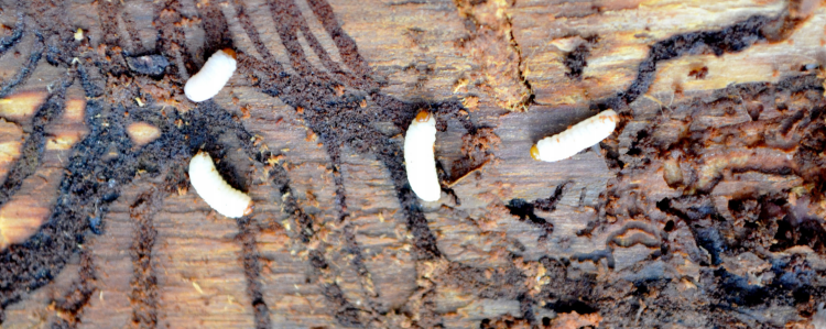 Spruce beetle outbreak continues to grow