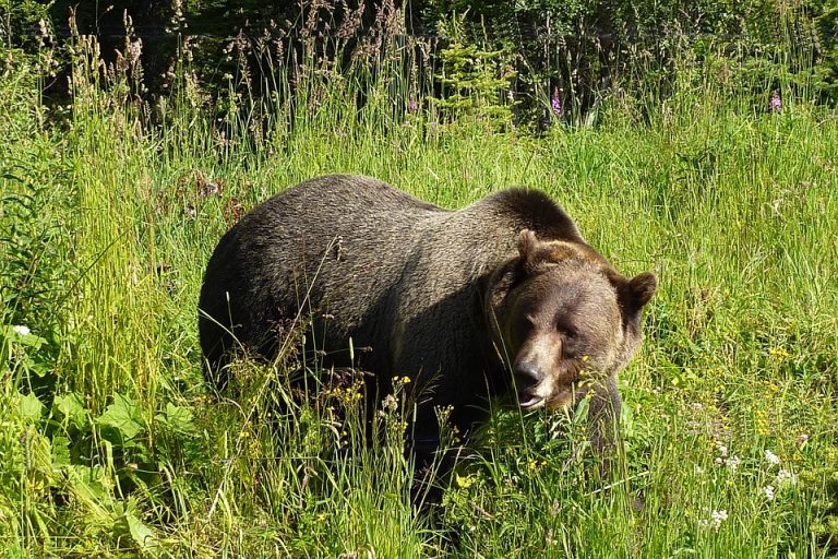 Hunter attacked by grizzly near Smithers