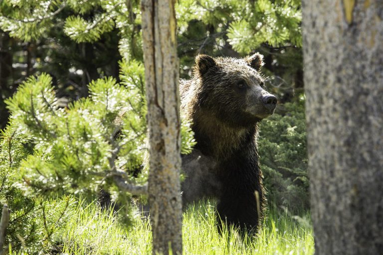 BC Government Puts An End To Grizzly Bear Hunting
