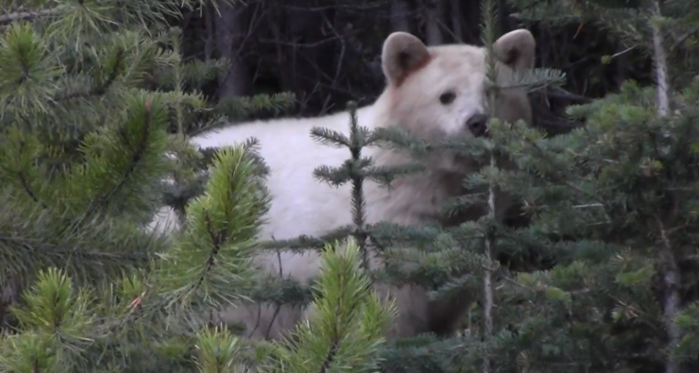 VIDEO: Possible Spirit Bear spotted near Vanderhoof