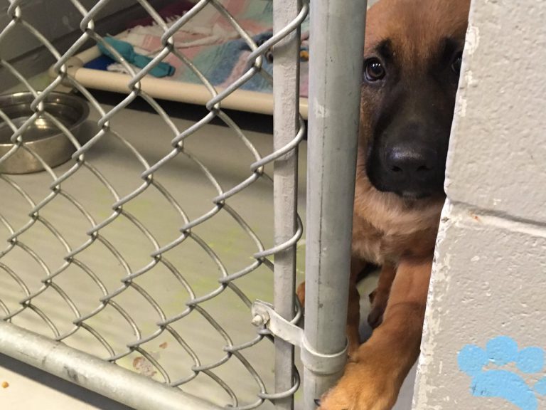 BC Government to place local SPCA’s furry friends in new facility