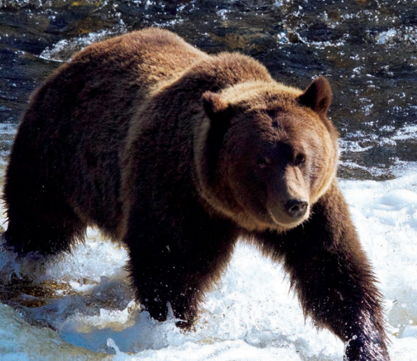 The volume of bears being put down in PG still high: Northern Bear Awareness Society
