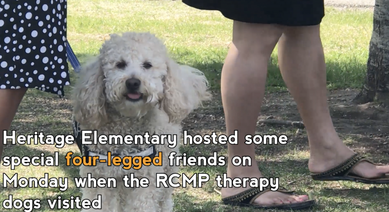 RCMP therapy dogs visit Heritage Elementary
