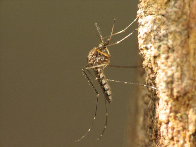 City to spend $80k battling bugs this year