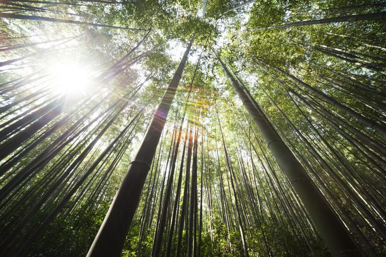 Prince George to experience warmer than normal summer