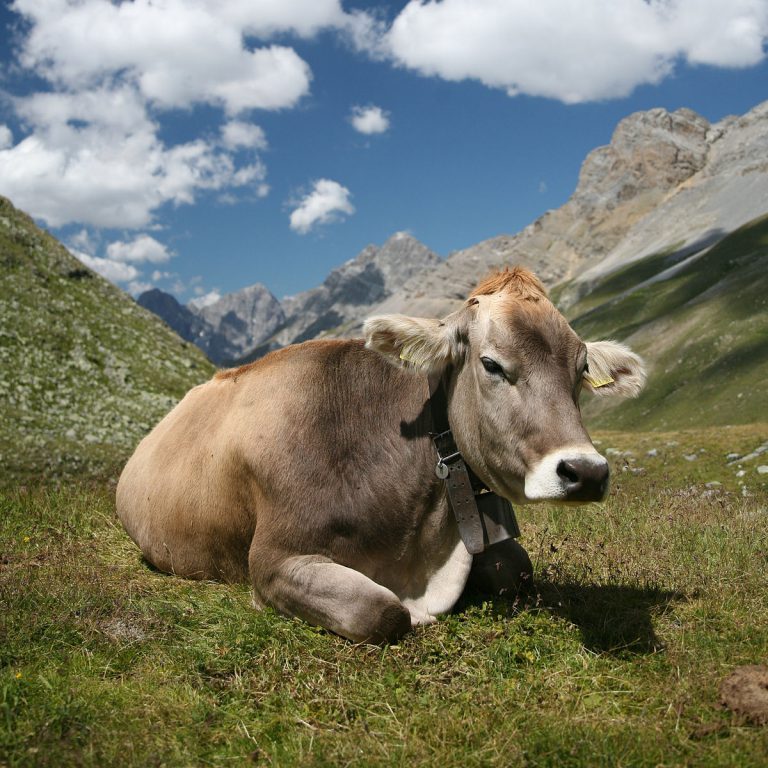 Help for North Cariboo cattle owners impacted by wildfires
