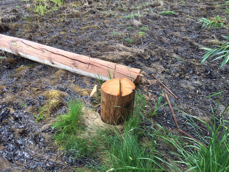 Prince George power poles chopped down to size with a chainsaw