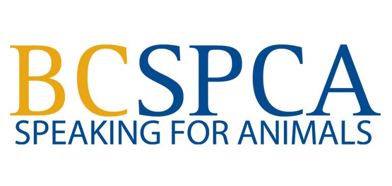 Pet safety crucial during latest heatwave: BC SPCA