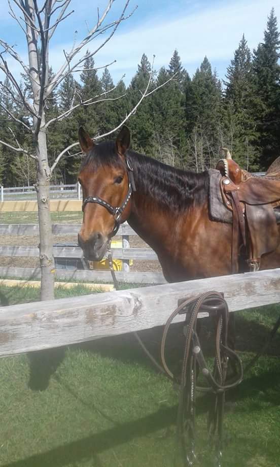 RCMP recover stolen horse, still seek suspect