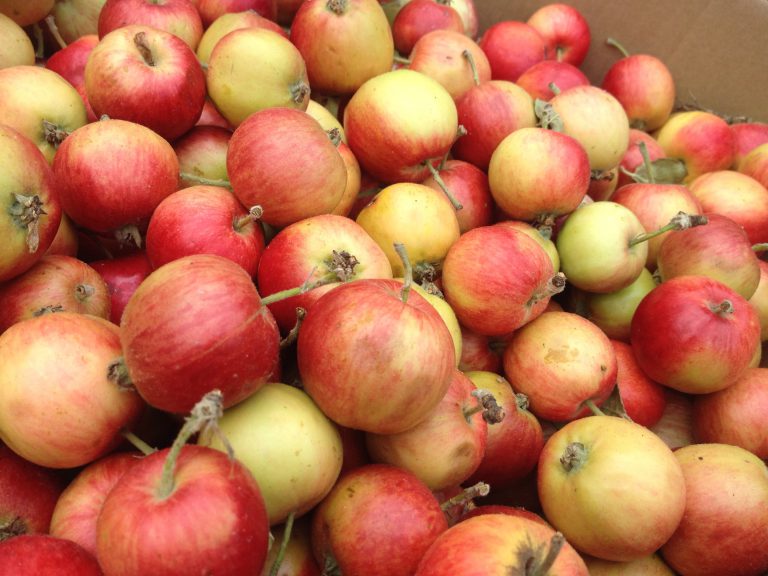 Northern Lights seeking apples for production, reduce attractants