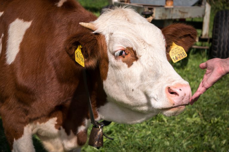 4-H teaches more than raising livestock